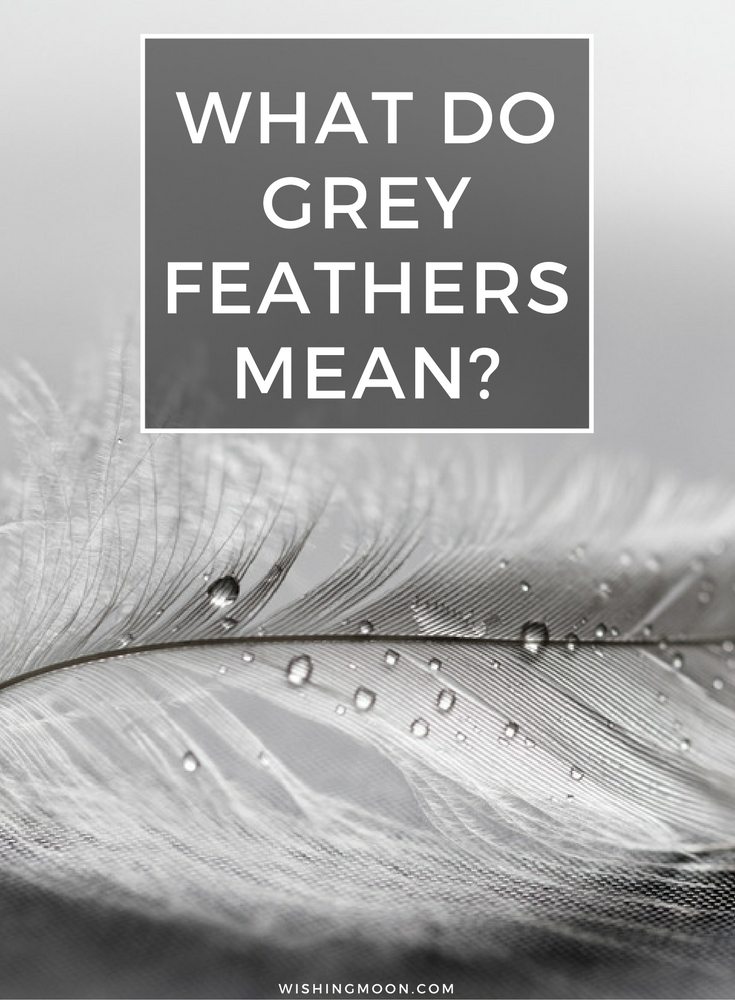 What Do Grey Feathers Mean? | Wishing Moon
